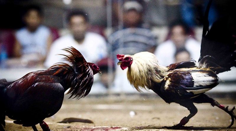 Introducing the cockfighting guide – The key factor in every bet