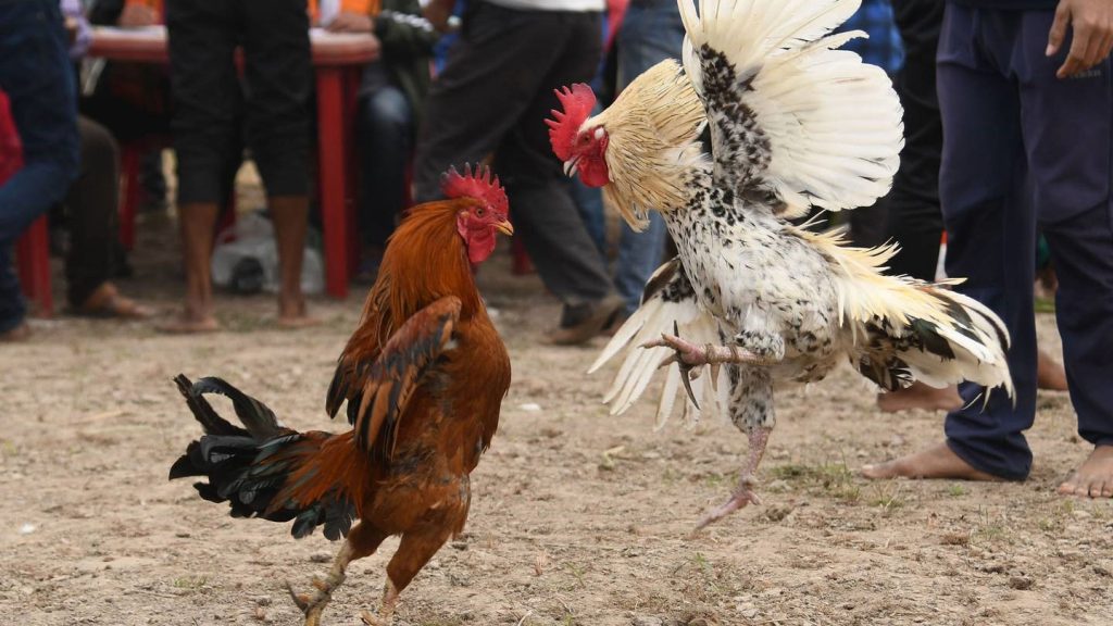 Iron Spurred – The Steel Weapon of the Fighting Roosters