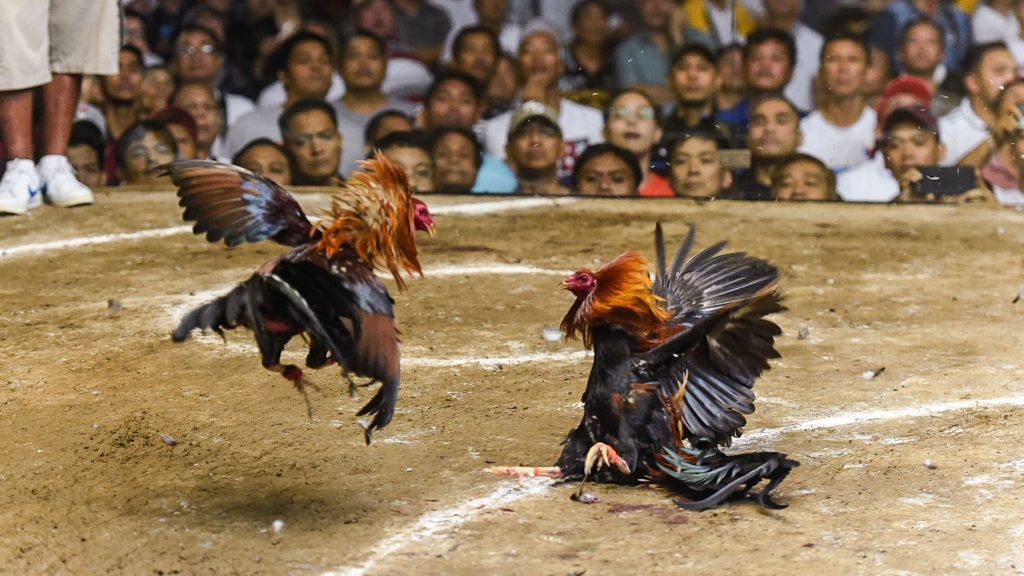 Rules of Iron-Spur Cockfighting – Latest Updates