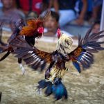 Why is Iron-spur cockfighting so popular?