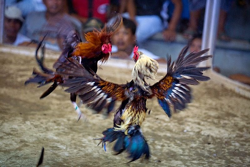 Why is Iron-spur cockfighting so popular?